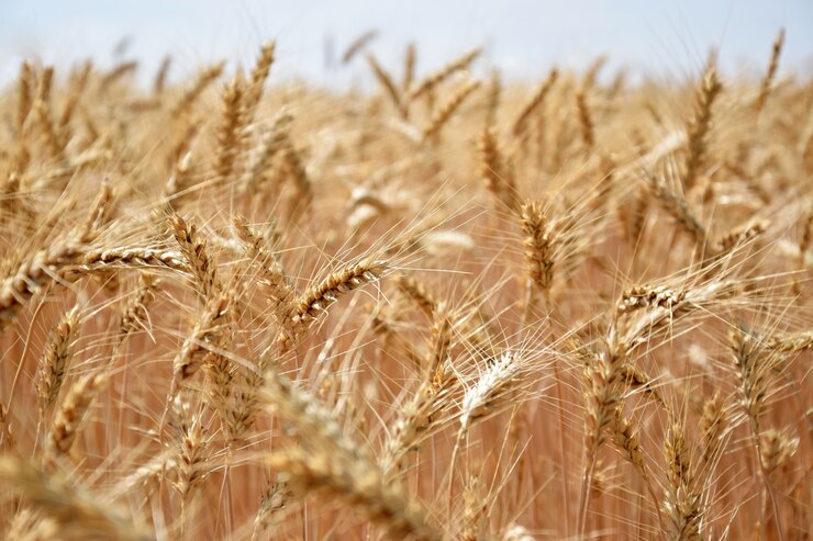 growing-wheat-wind_1161-122.jpg